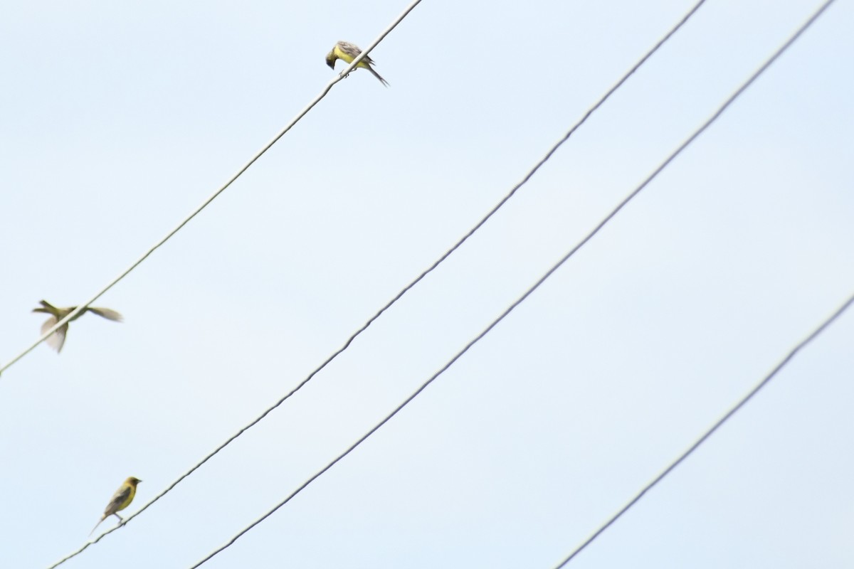 Kızıl Başlı Çinte - ML643681548