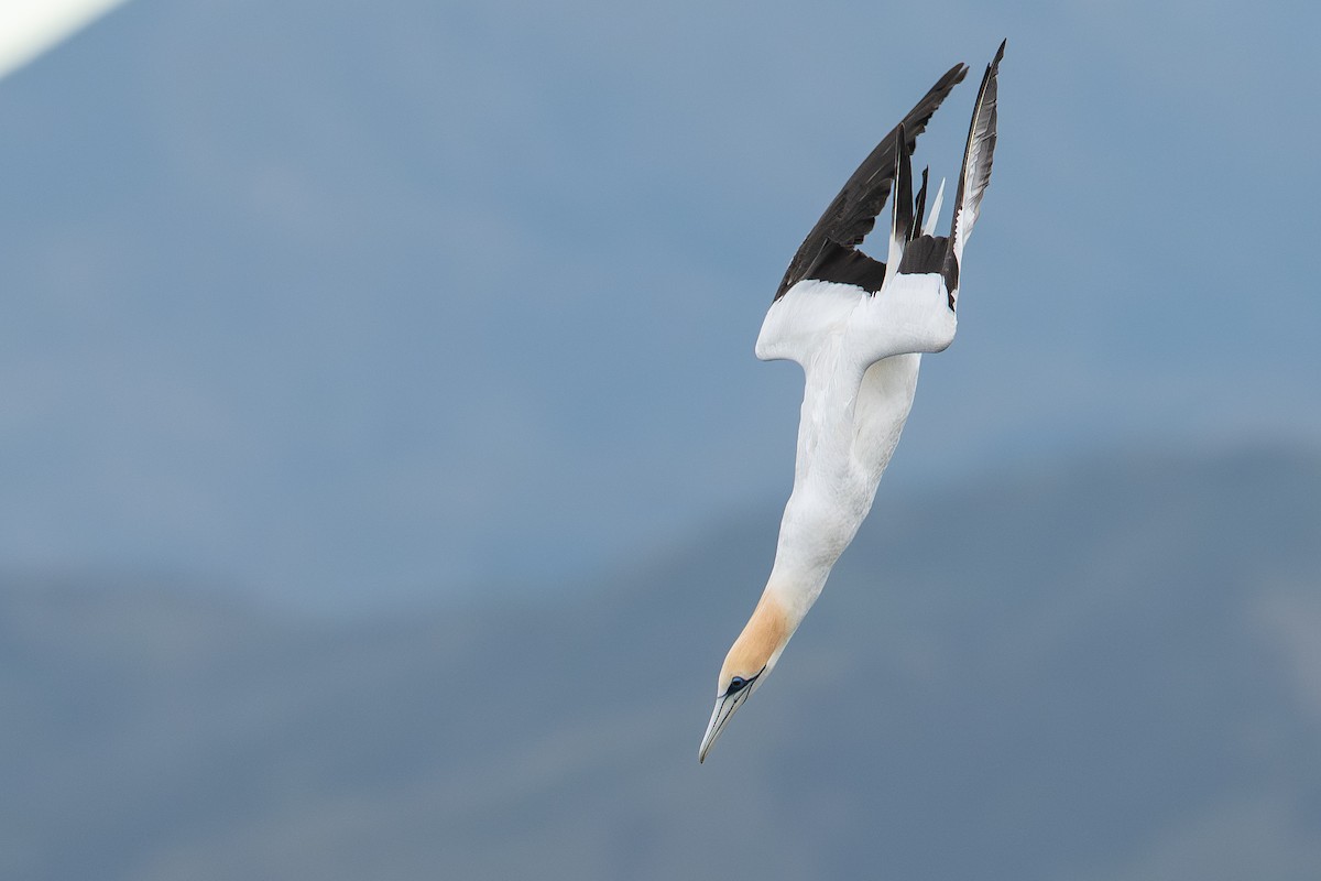 Australasian Gannet - ML643681560