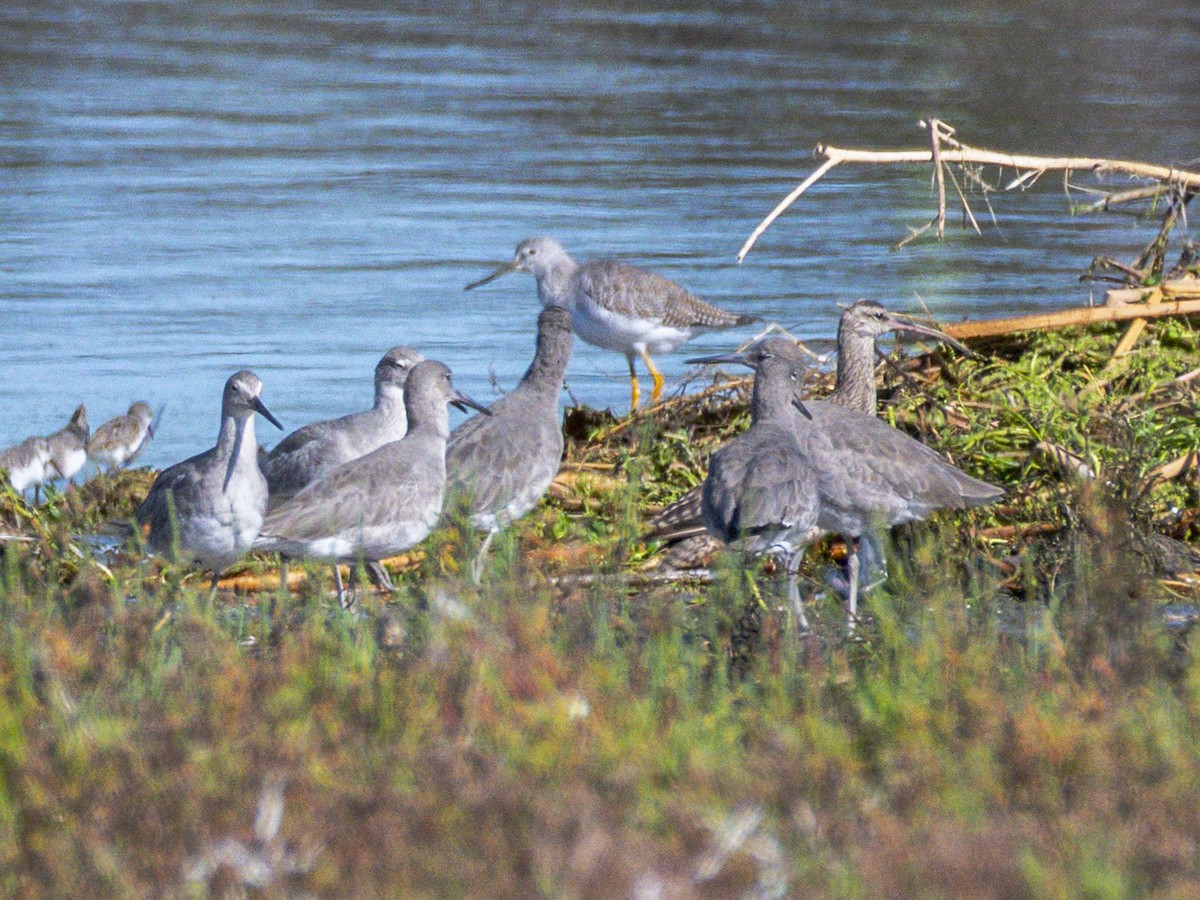 Lesser/Greater Yellowlegs - ML643681568