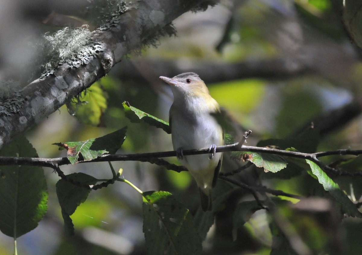 Yellow-green Vireo - ML643681645
