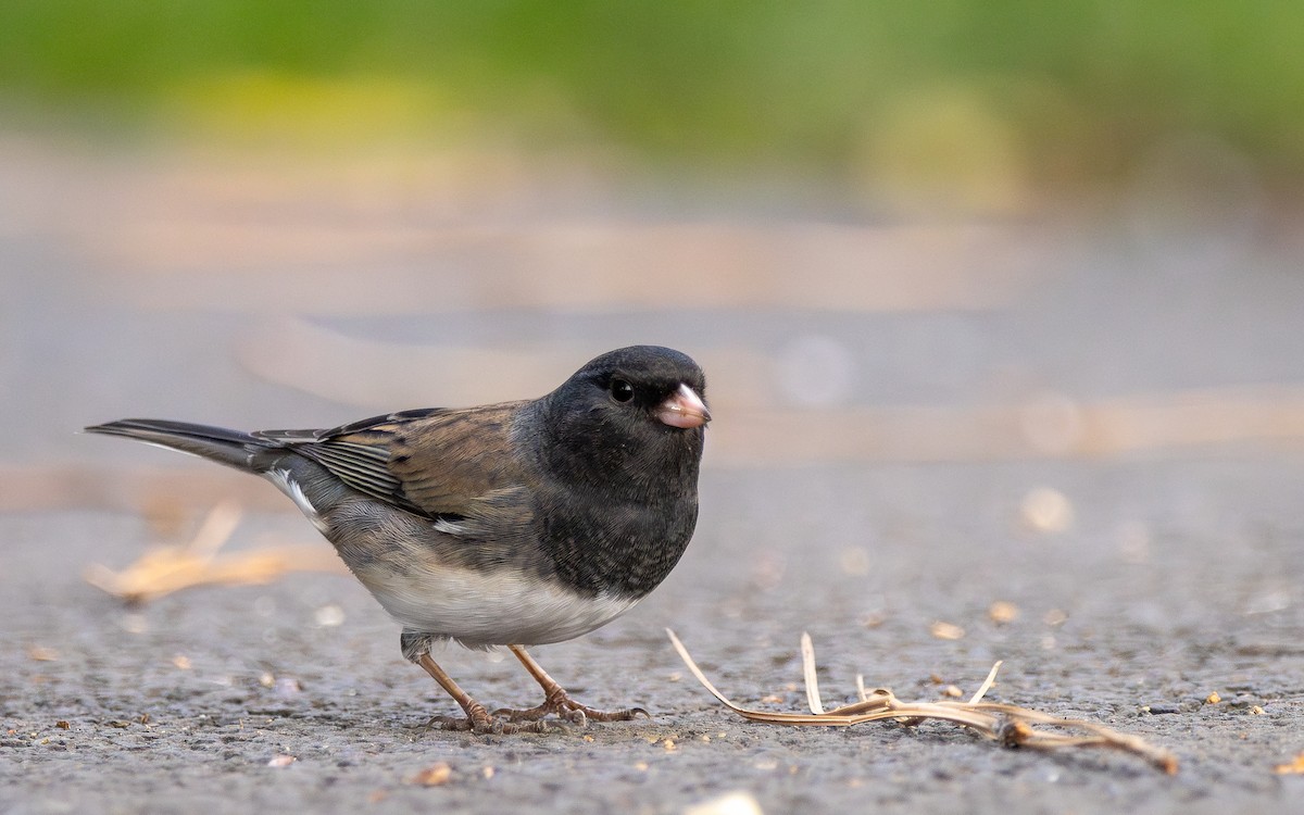 Winterammer - ML643681646