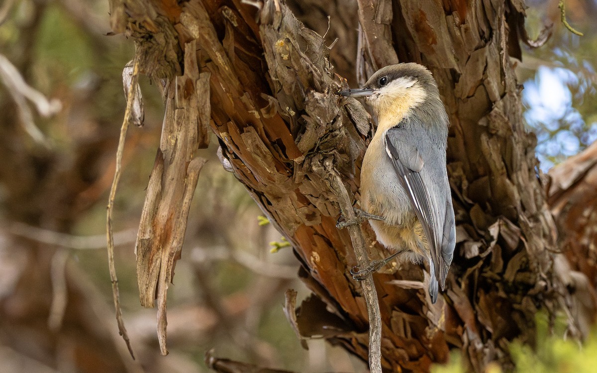 Zwergkleiber - ML643681655