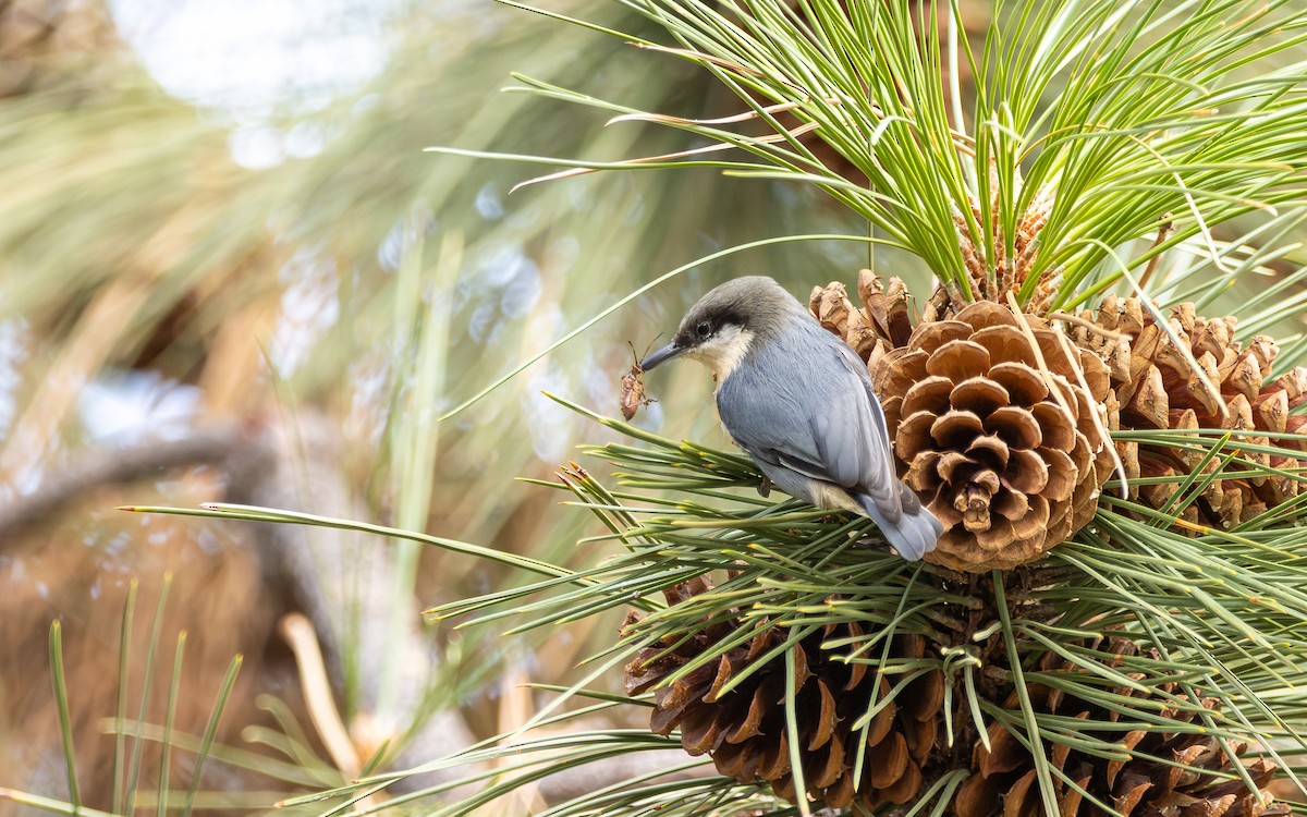 Zwergkleiber - ML643681660