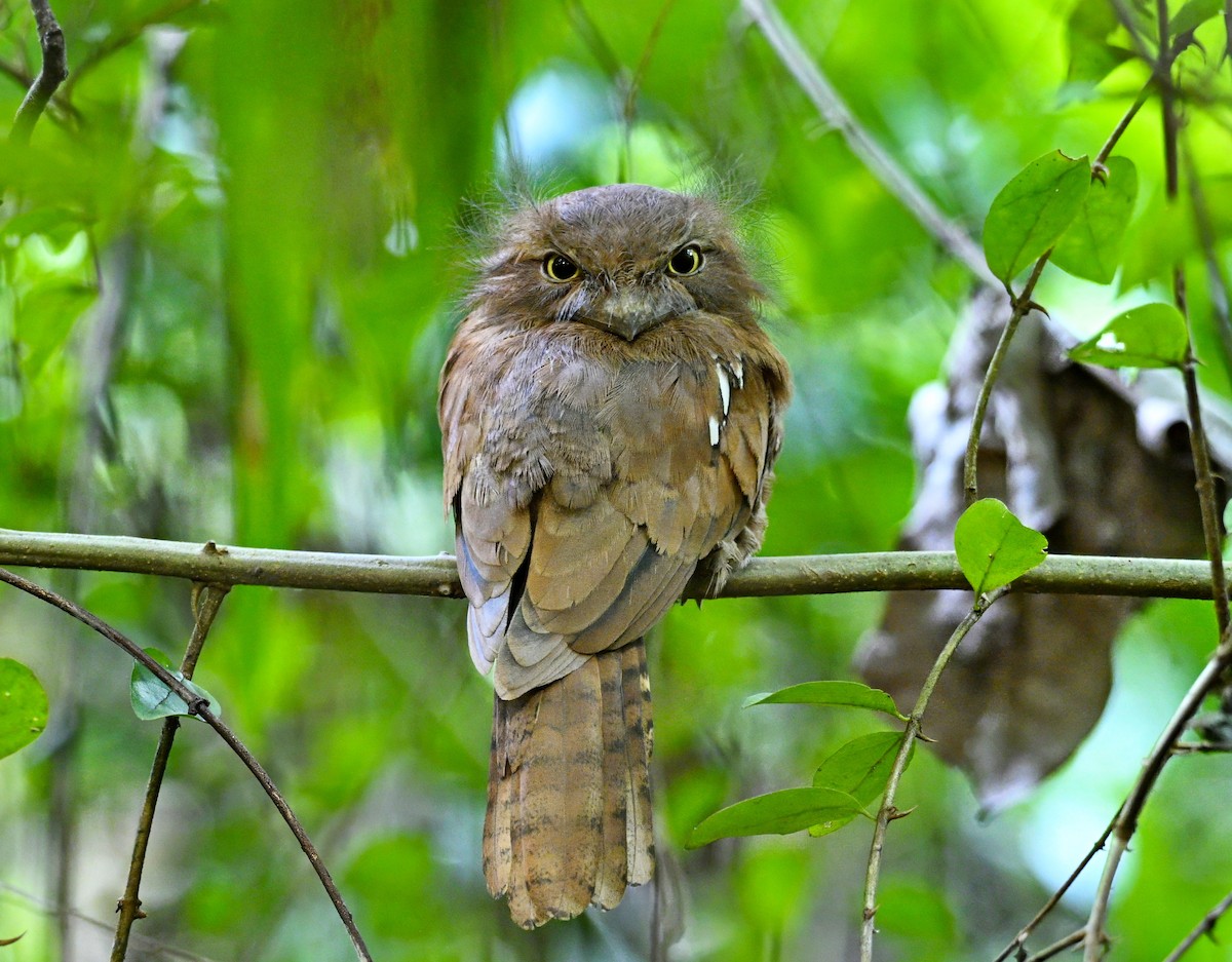 Blyth's Frogmouth - ML643681667