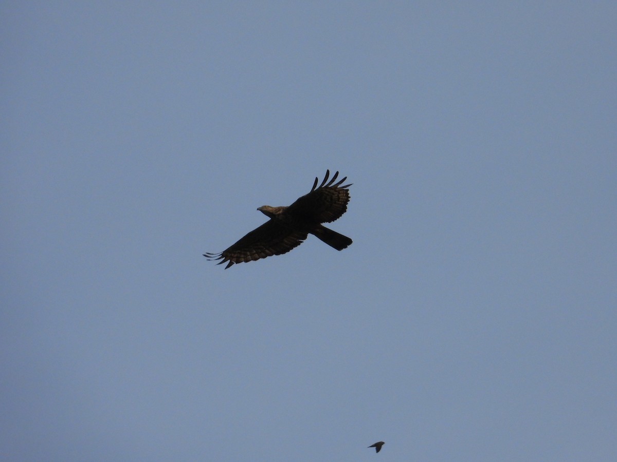 Oriental Honey-buzzard - ML643681682