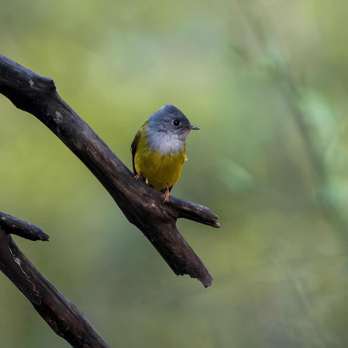 Gray-headed Canary-Flycatcher - ML643681688