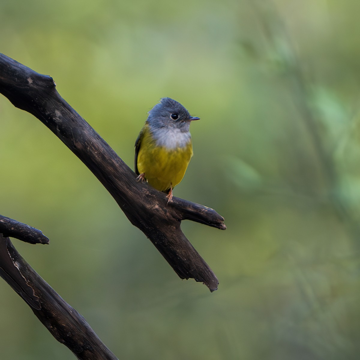 Gray-headed Canary-Flycatcher - ML643681689