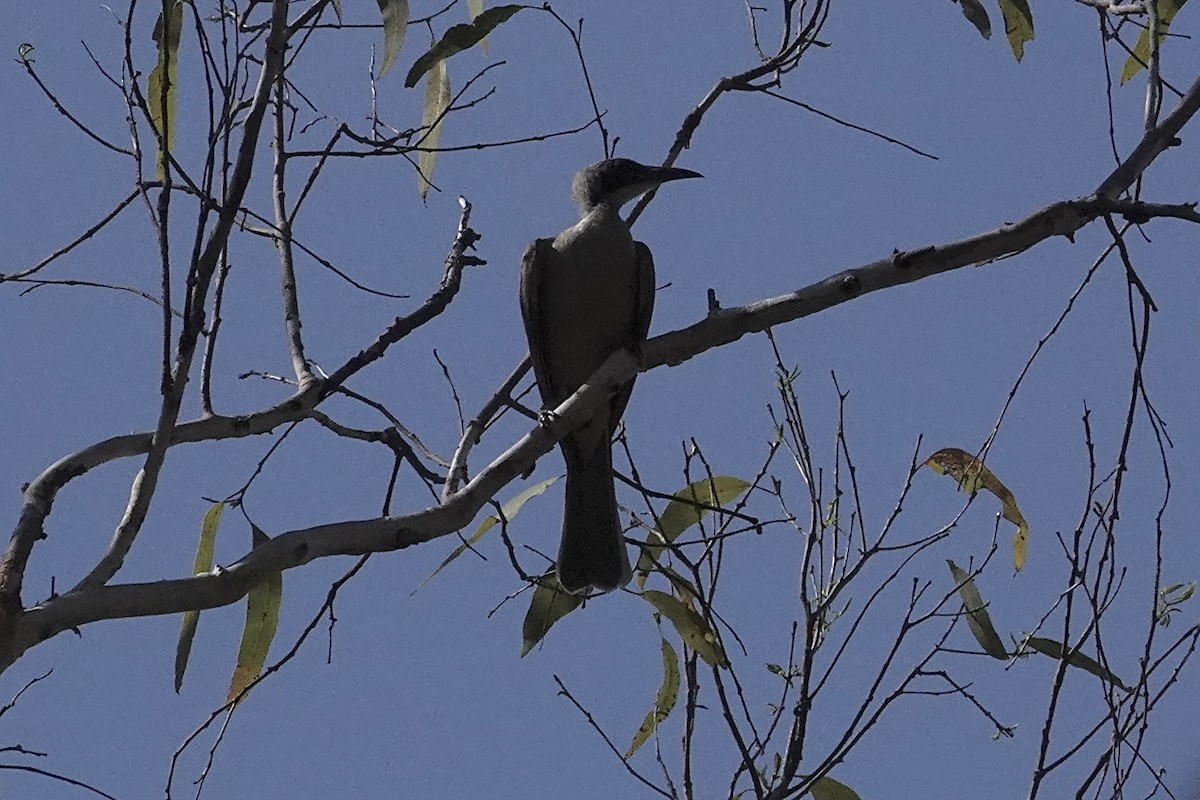 Helmeted Friarbird (Arnhem Land) - ML643681693