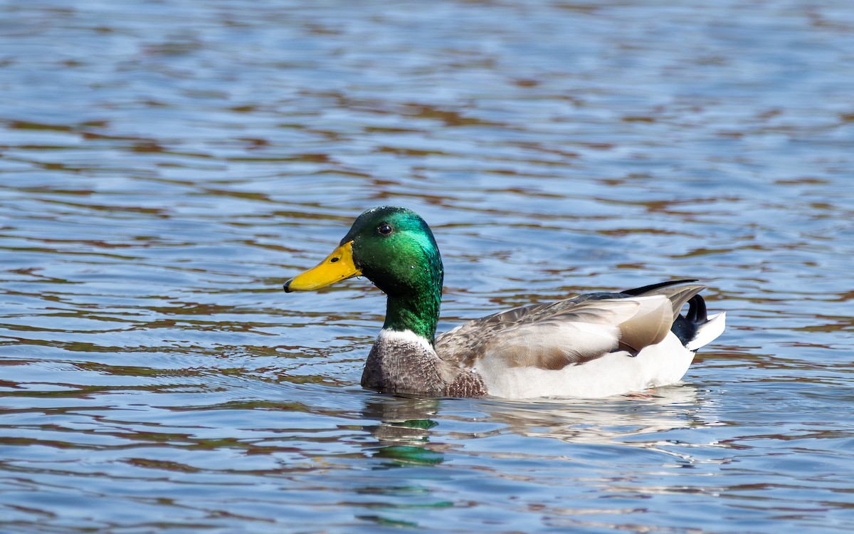 Stockente - ML643681716