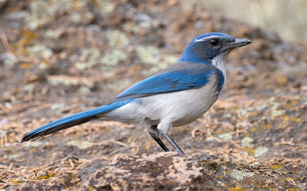 Kalifornienhäher - ML643681717