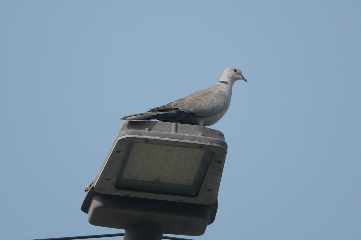 Eurasian Collared-Dove - ML643681725