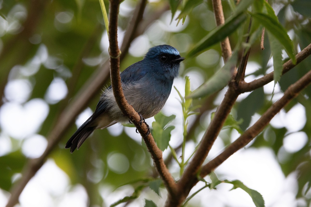 Indigo Flycatcher - ML643681737