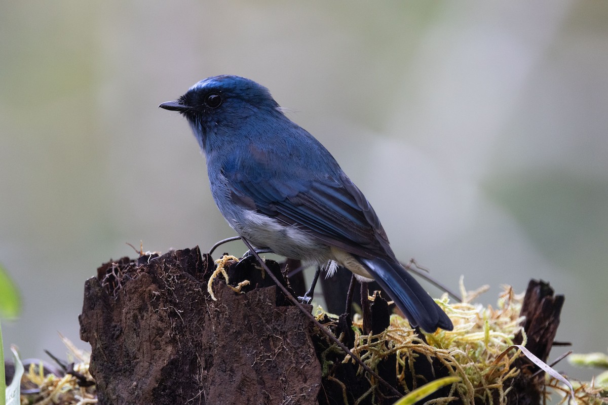Indigo Flycatcher - ML643681738