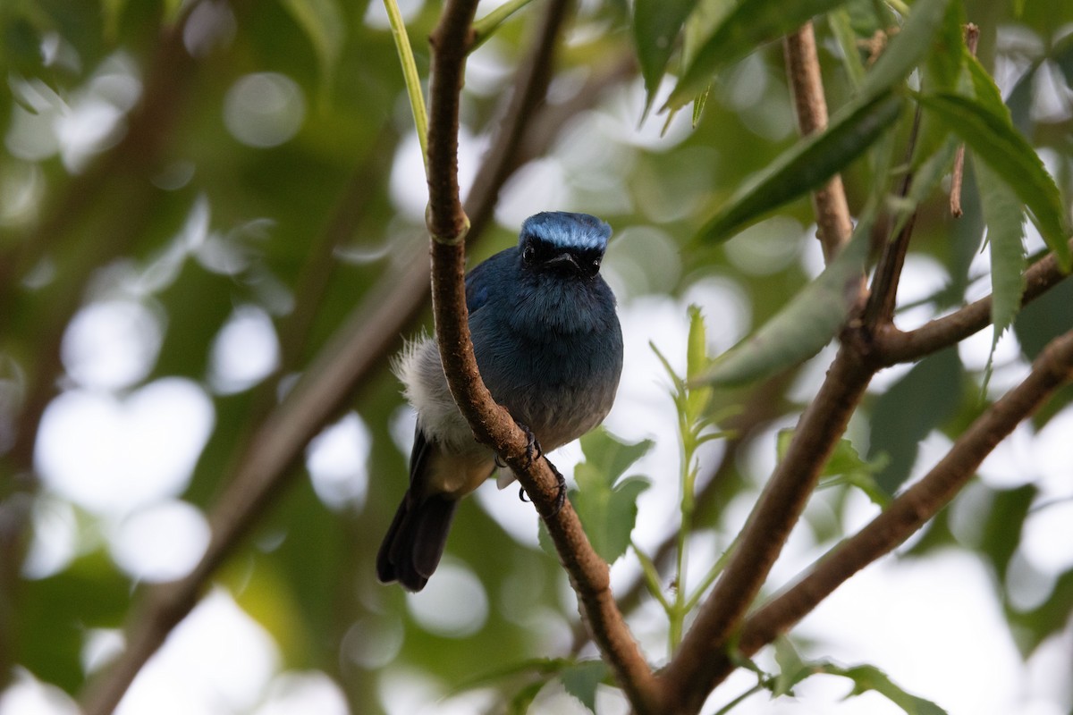 Indigo Flycatcher - ML643681739