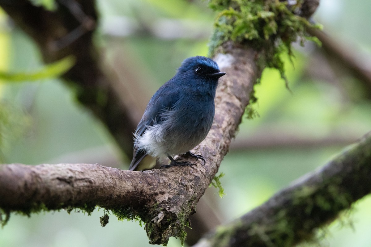 Indigo Flycatcher - ML643681740