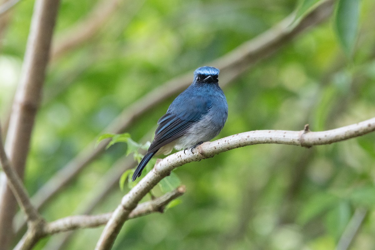 Indigo Flycatcher - ML643681741