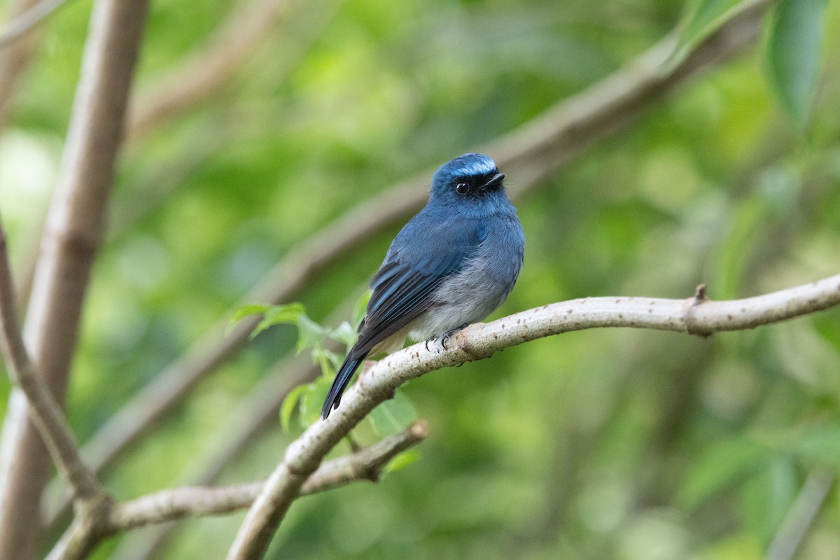 Indigo Flycatcher - ML643681742