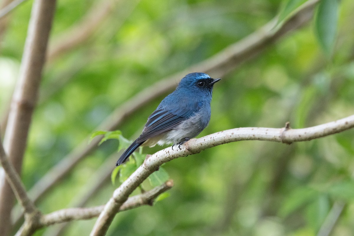 Indigo Flycatcher - ML643681743