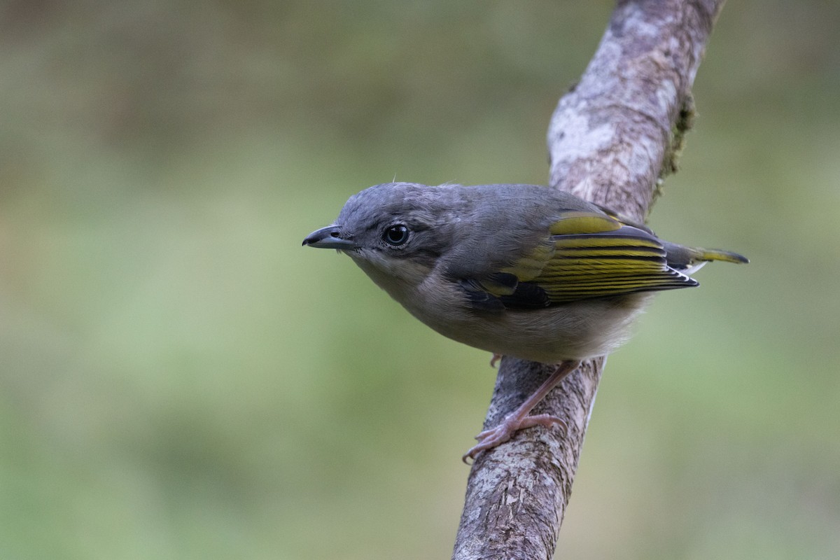 White-browed Shrike-Babbler - ML643681759