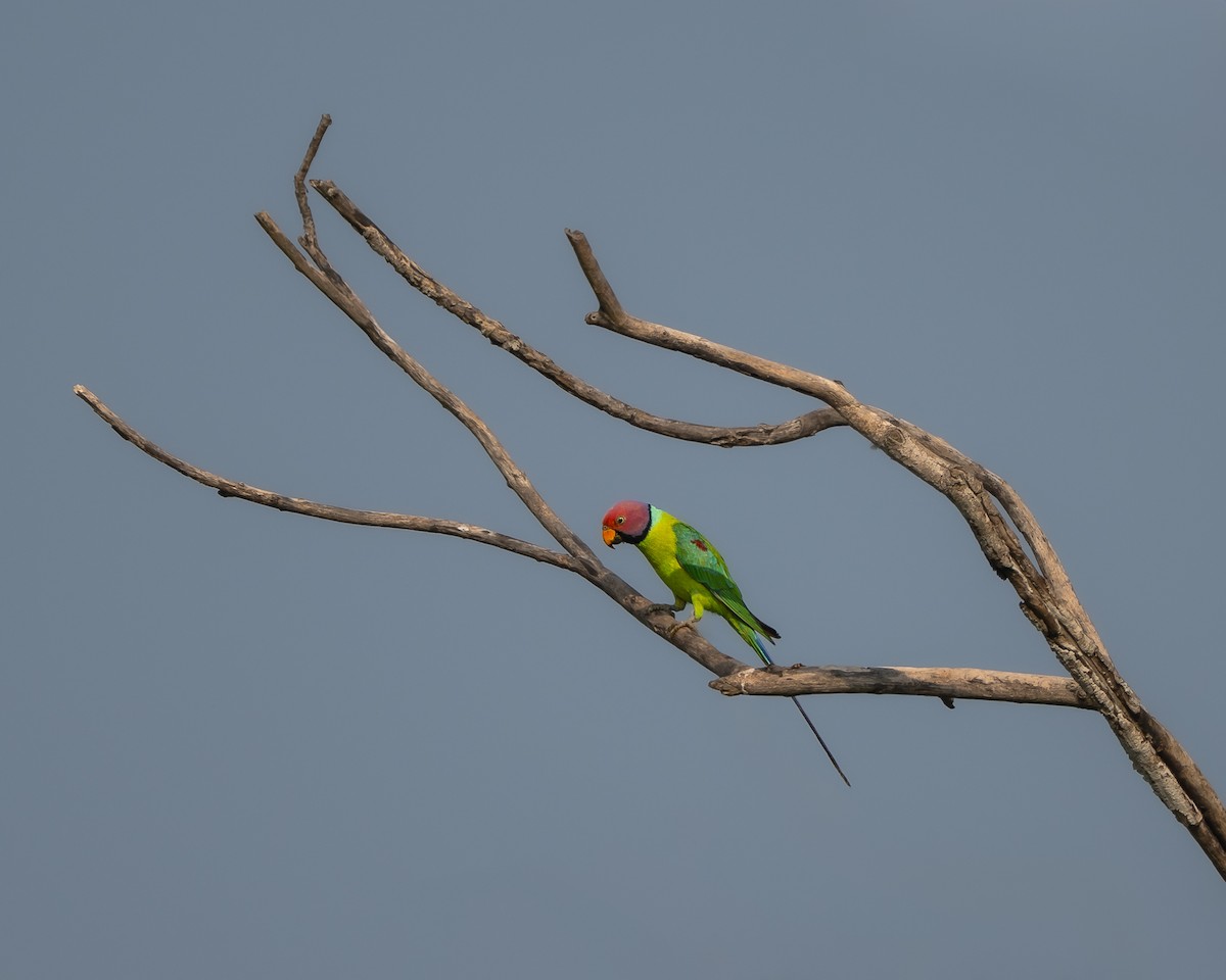 Plum-headed Parakeet - ML643681765
