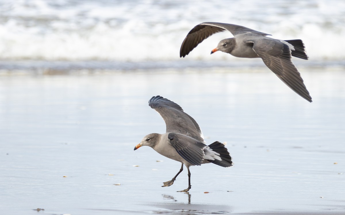 Heermannmöwe - ML643681771