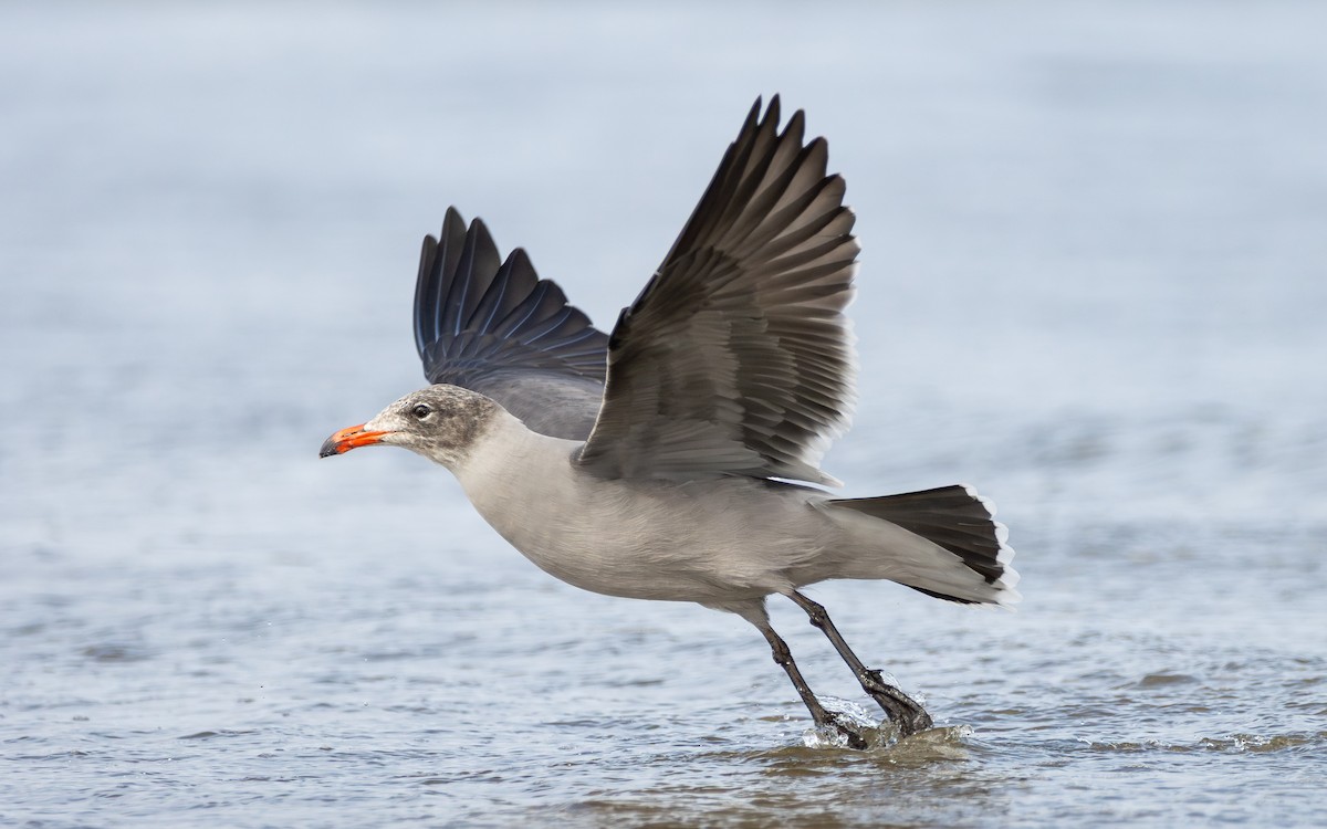 Heermannmöwe - ML643681773