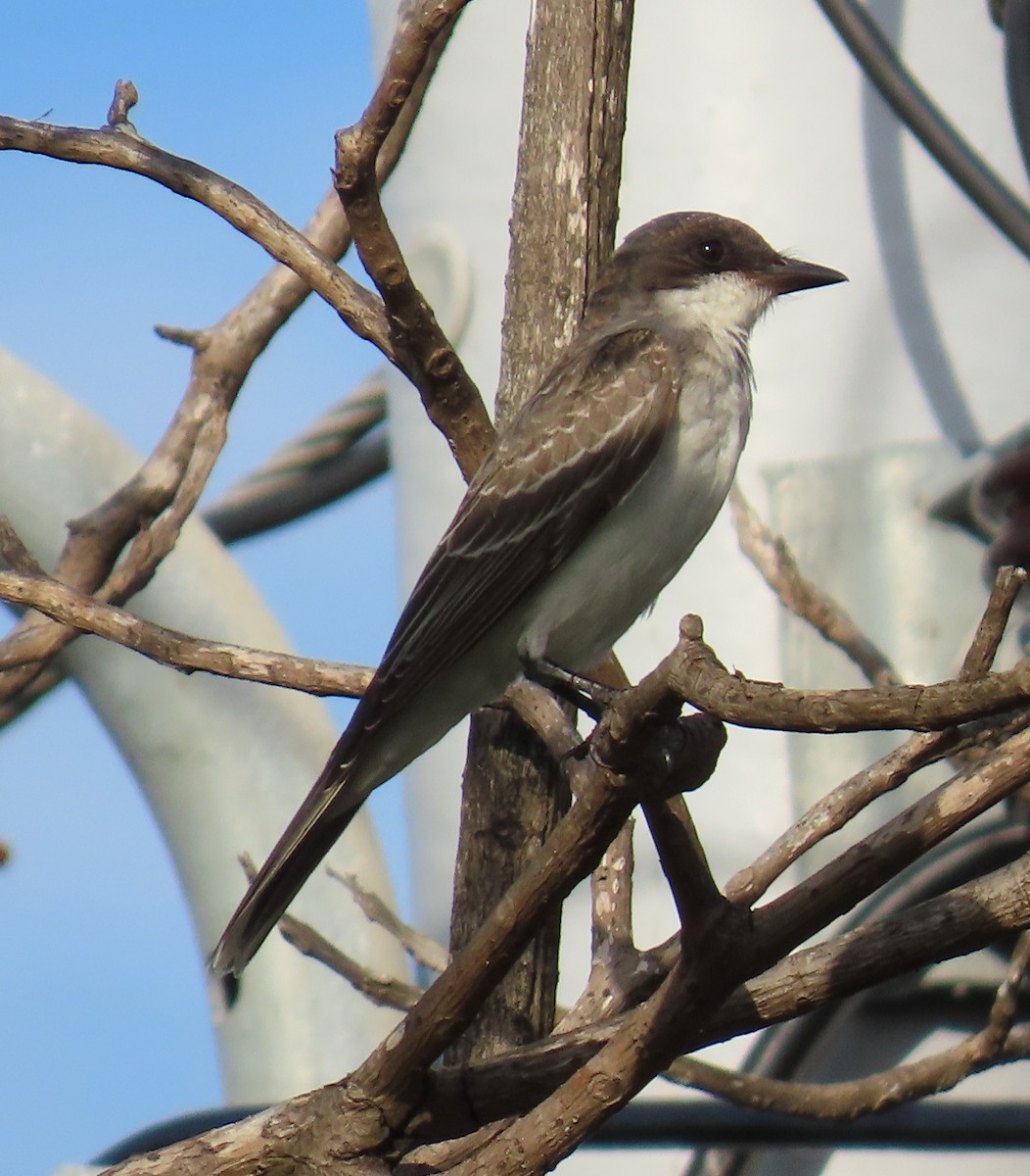 Eastern Kingbird - ML643681781