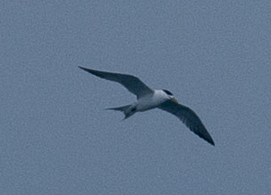 Lesser Crested Tern - ML643681803