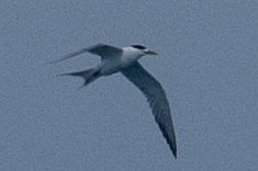Lesser Crested Tern - ML643681804