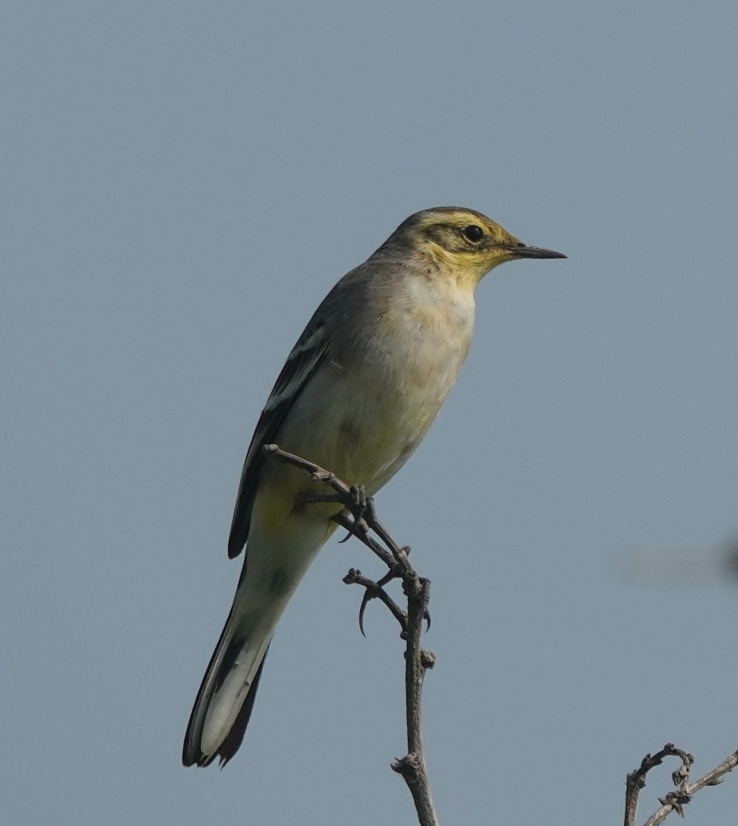 Citrine Wagtail - ML643681810