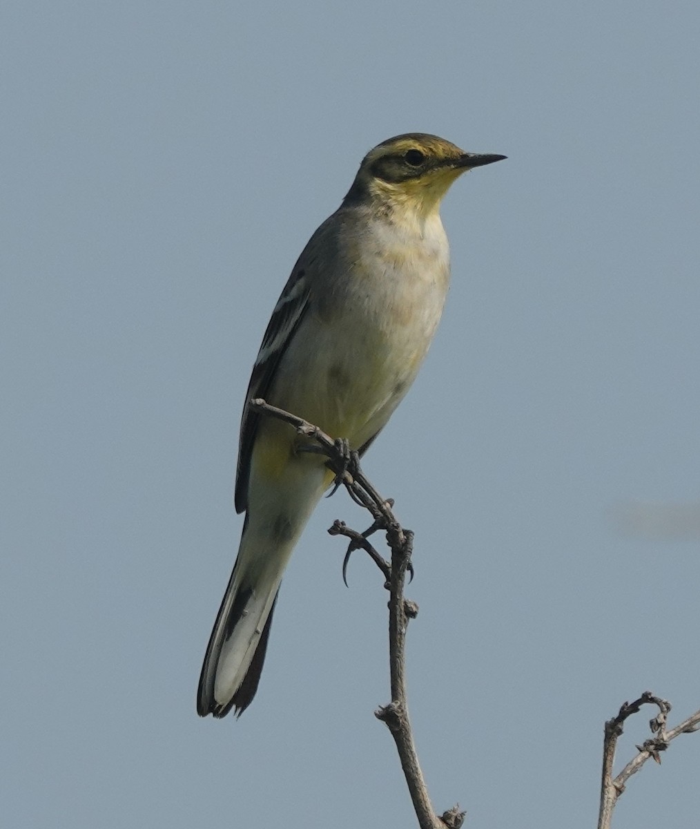 Citrine Wagtail - ML643681811