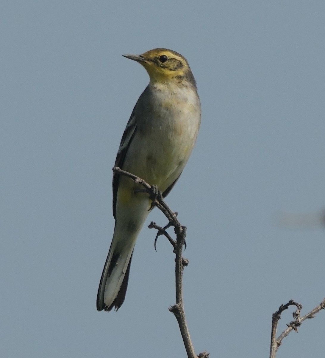 Citrine Wagtail - ML643681812