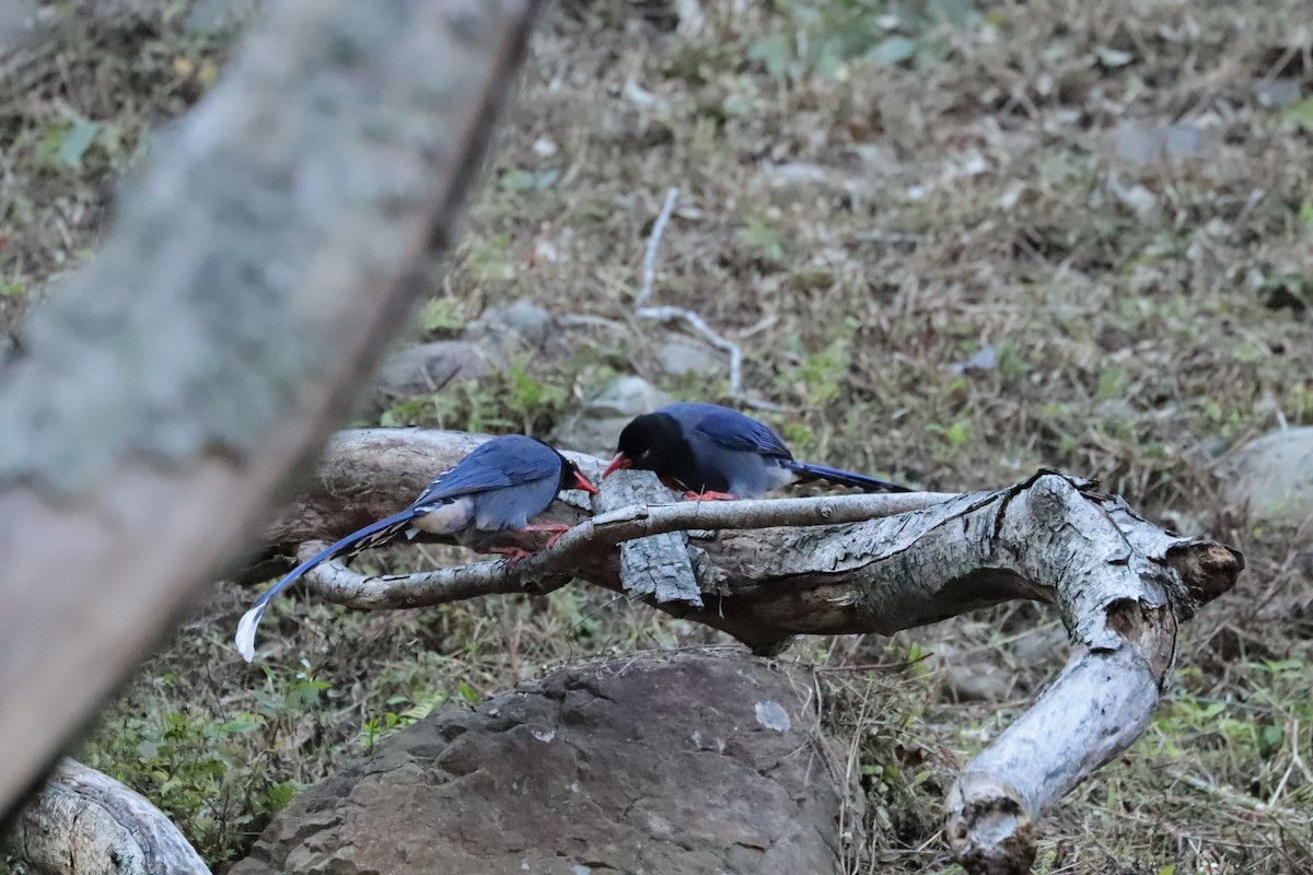 Taiwan Blue-Magpie - ML643681828