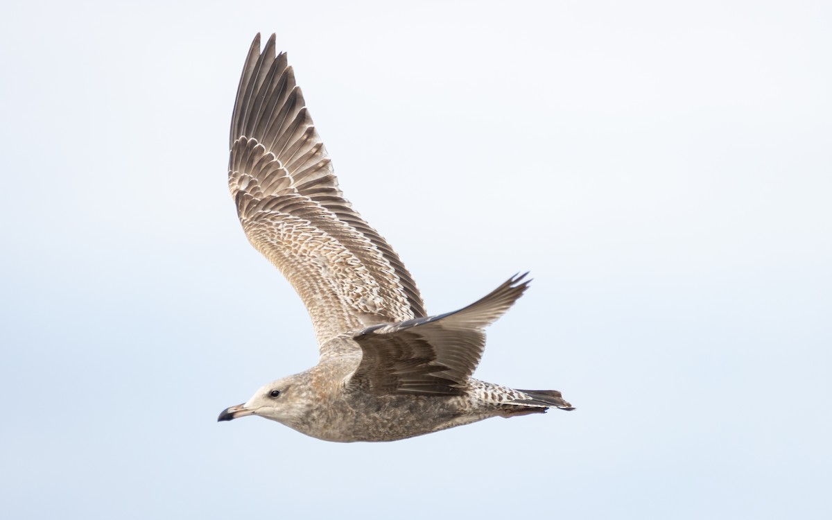 Kalifornienmöwe - ML643681831