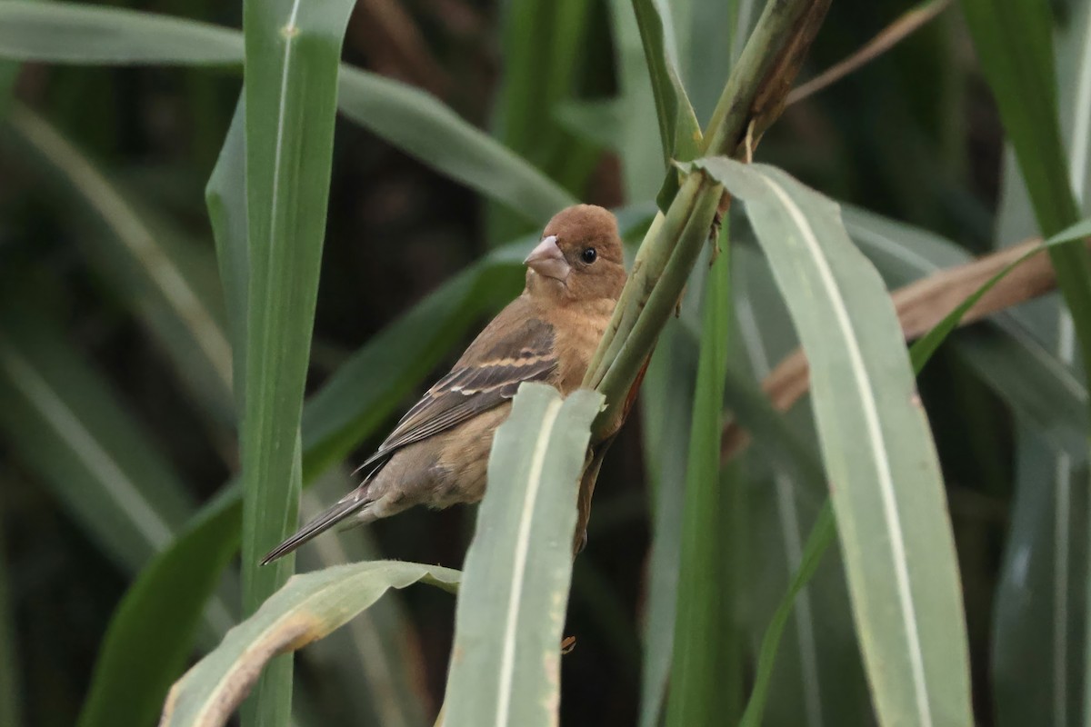 Blue Grosbeak - ML643681852
