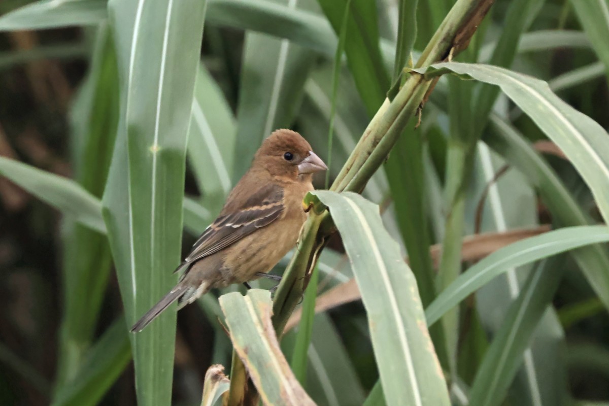Blue Grosbeak - ML643681855