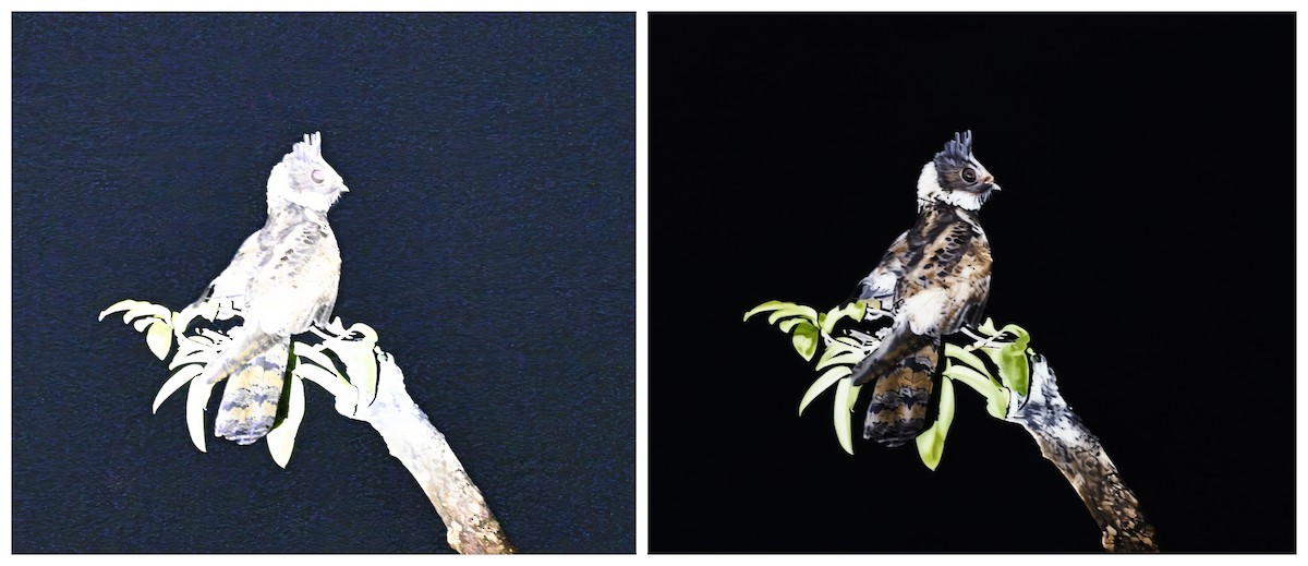 Great Eared-Nightjar - ML643681861