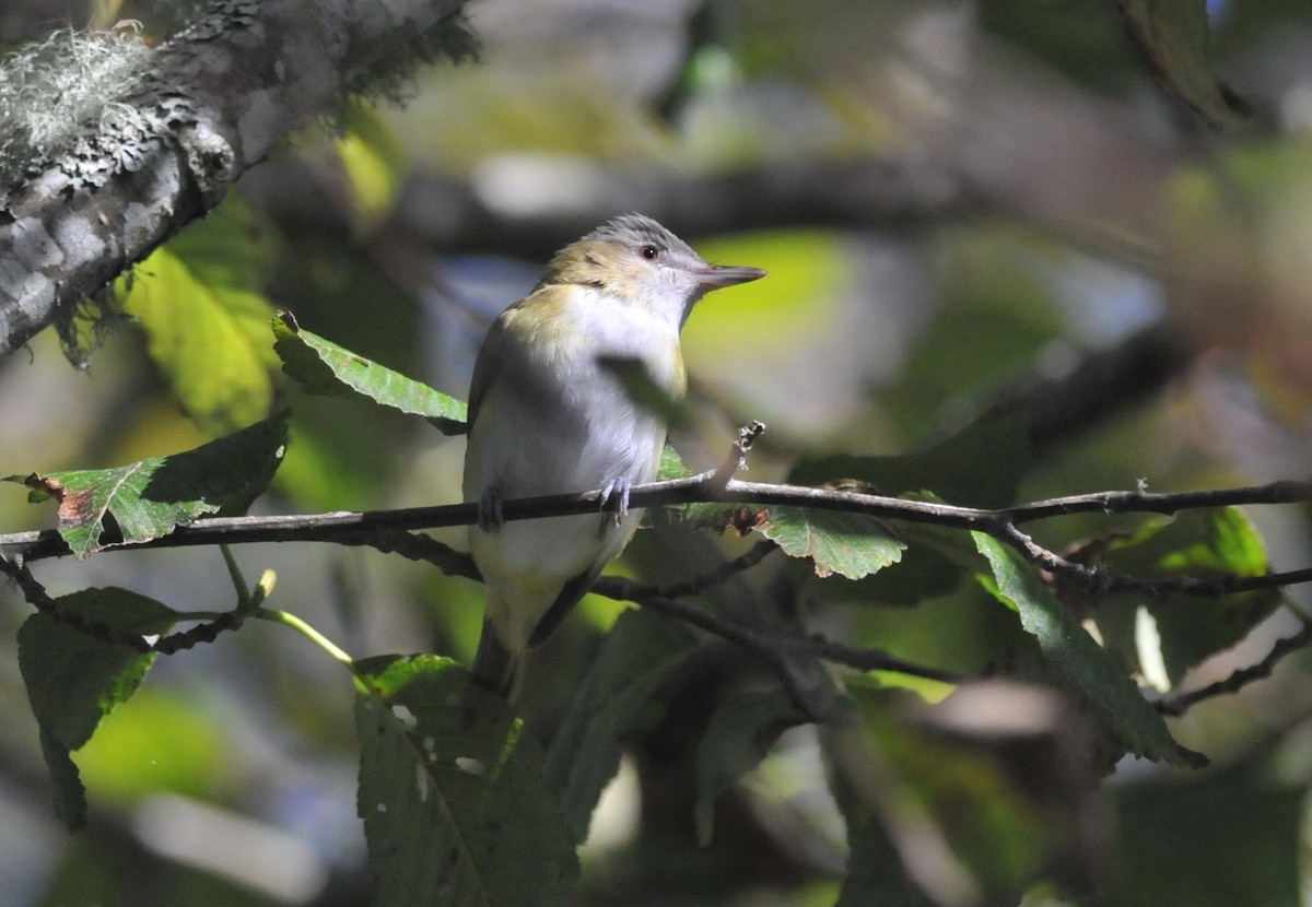 Yellow-green Vireo - ML643681863