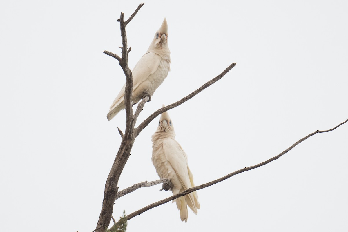 Cacatoès corella - ML643681872