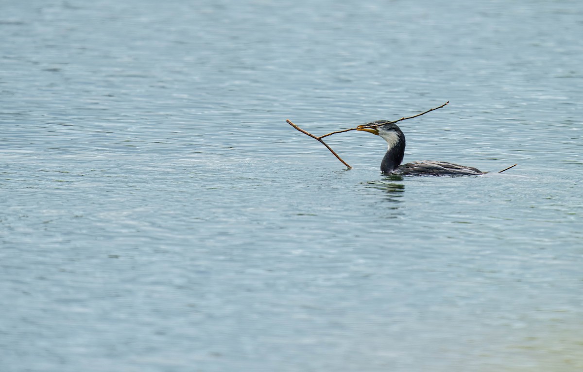 Little Pied Cormorant - ML643681874