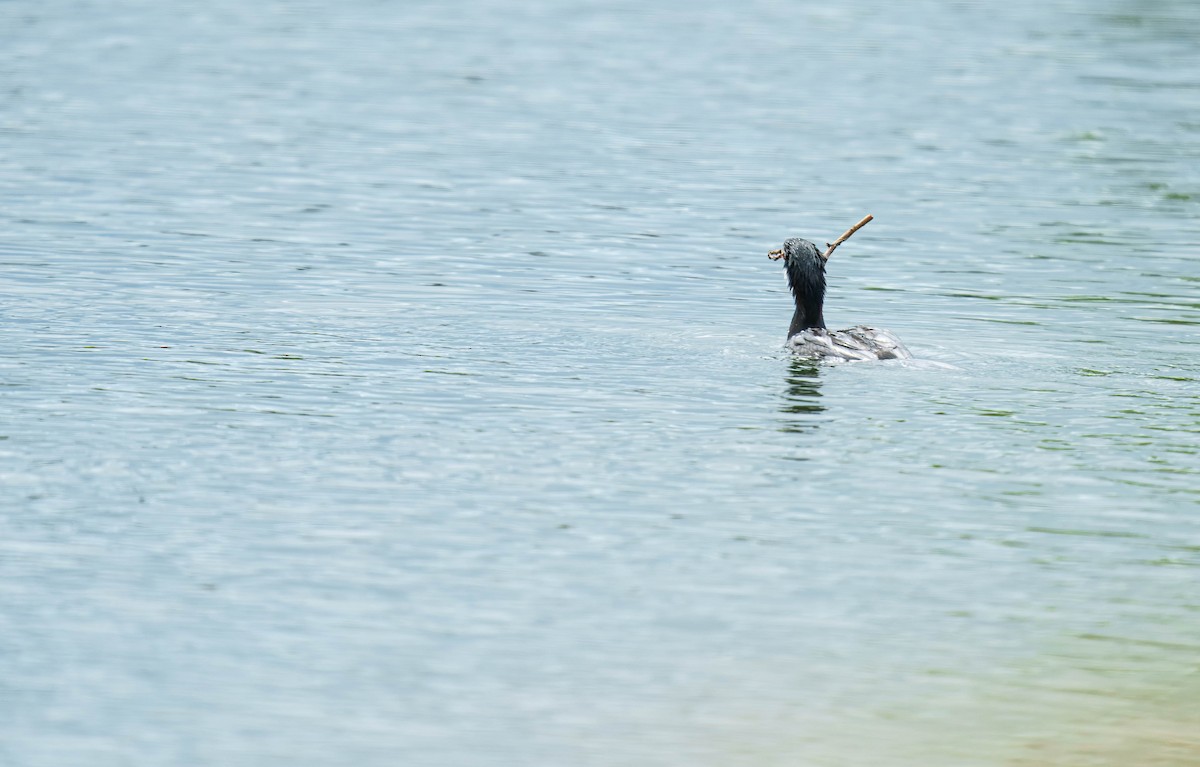 Little Pied Cormorant - ML643681875