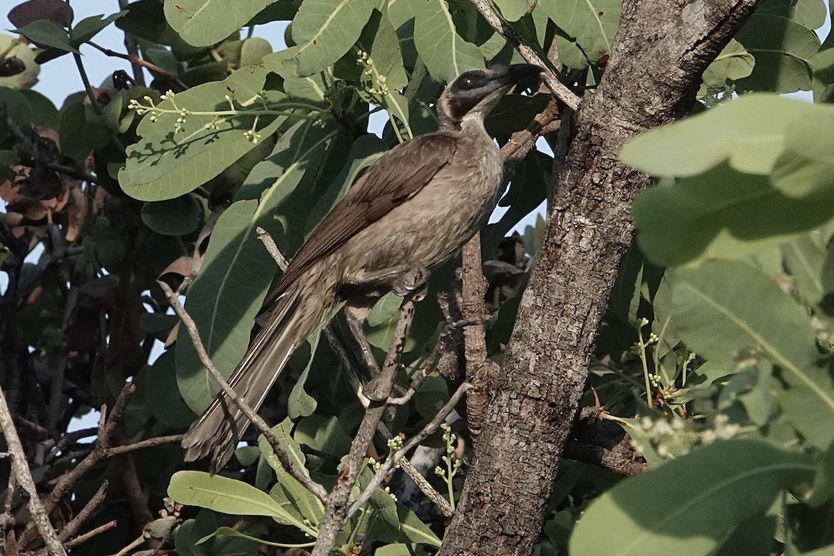 Helmeted Friarbird (Arnhem Land) - ML643681878
