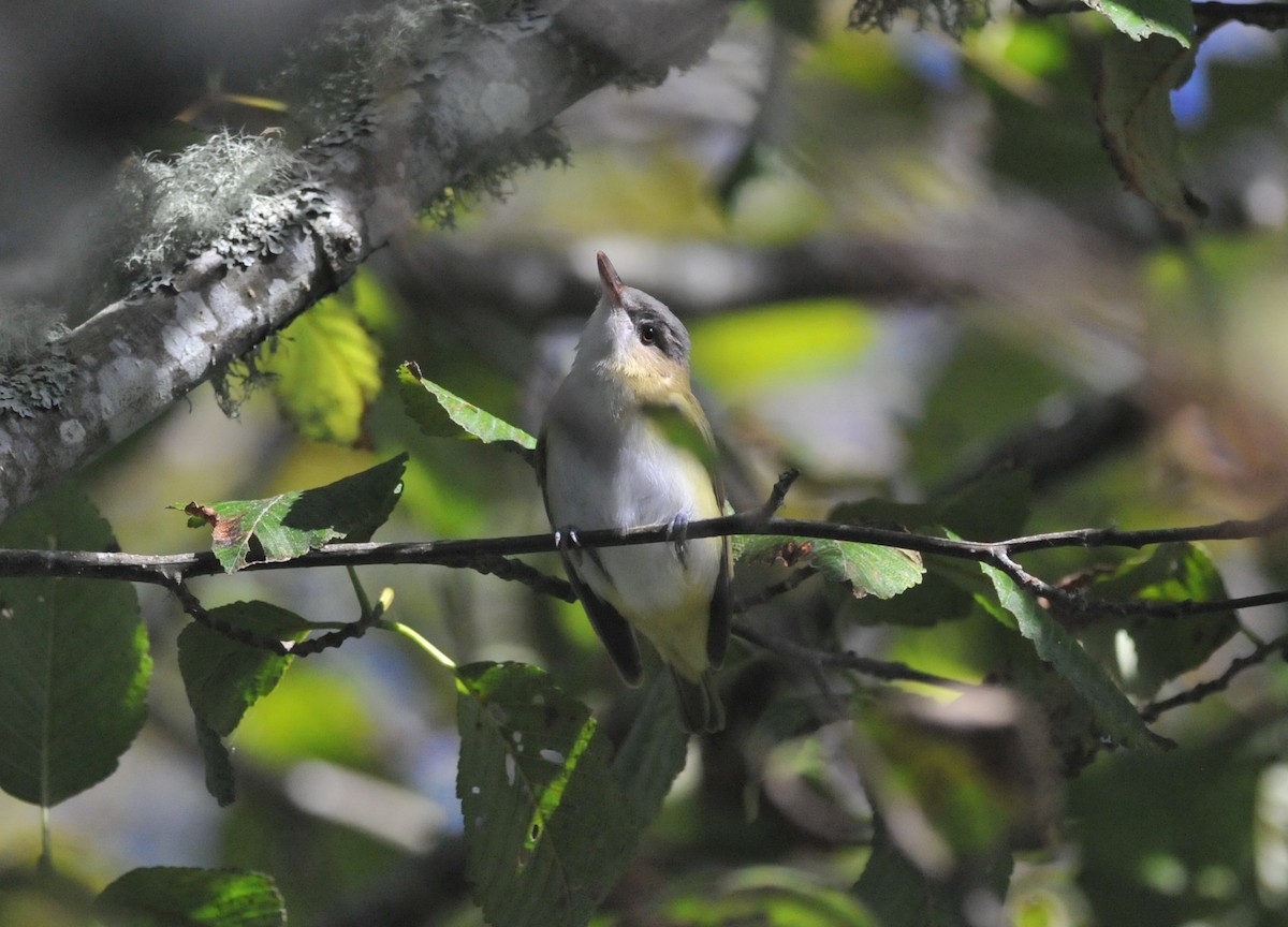 Yellow-green Vireo - ML643681887