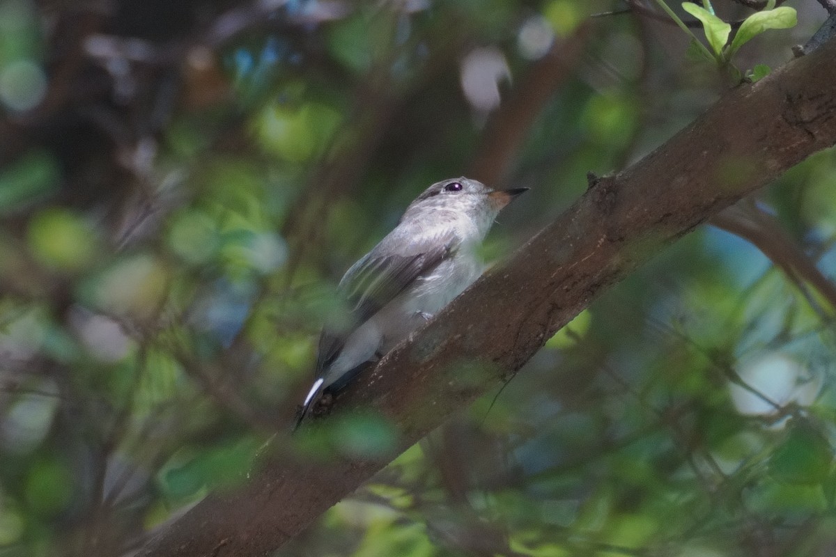 Asian Brown Flycatcher - ML643681902