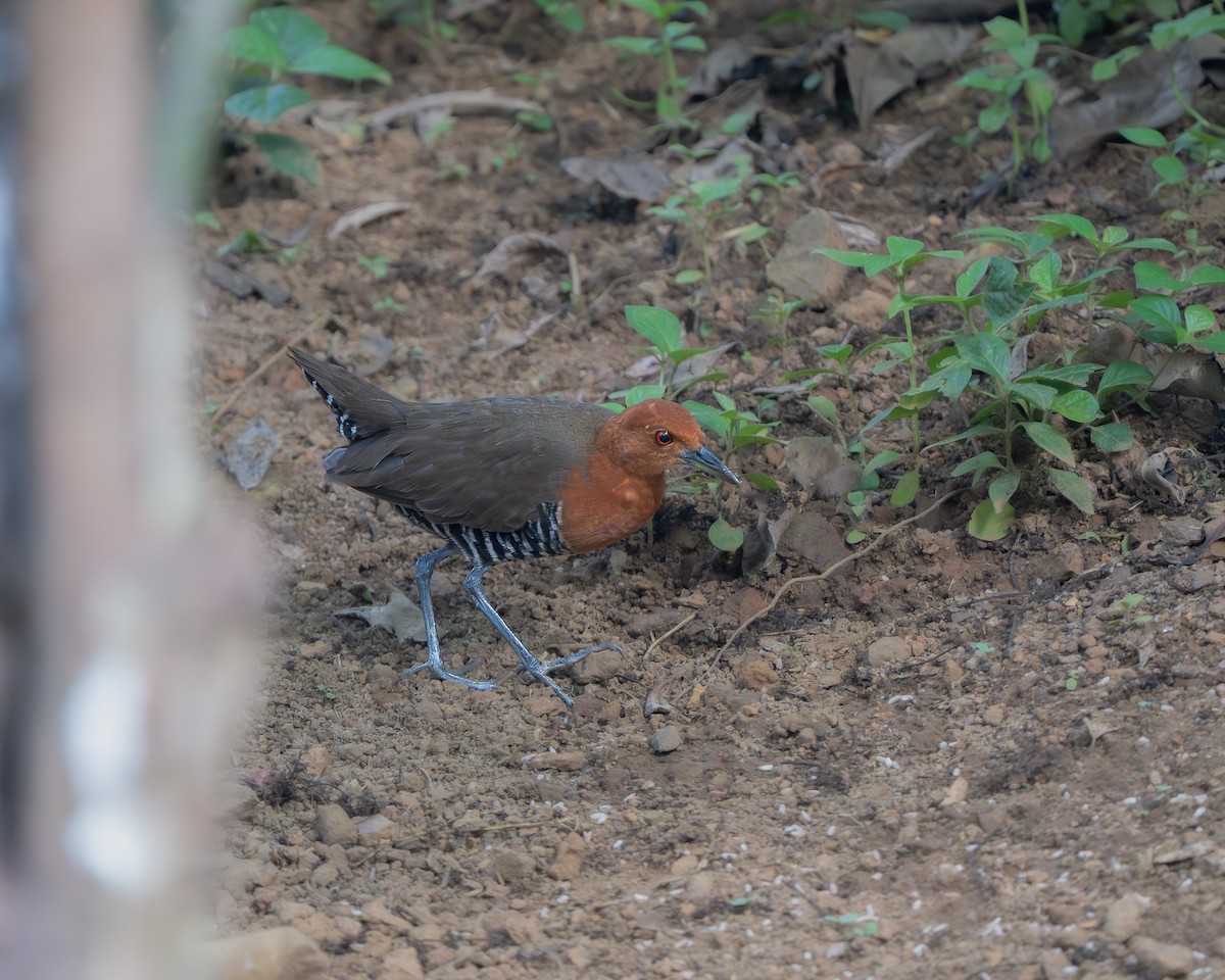 Slaty-legged Crake - ML643681914