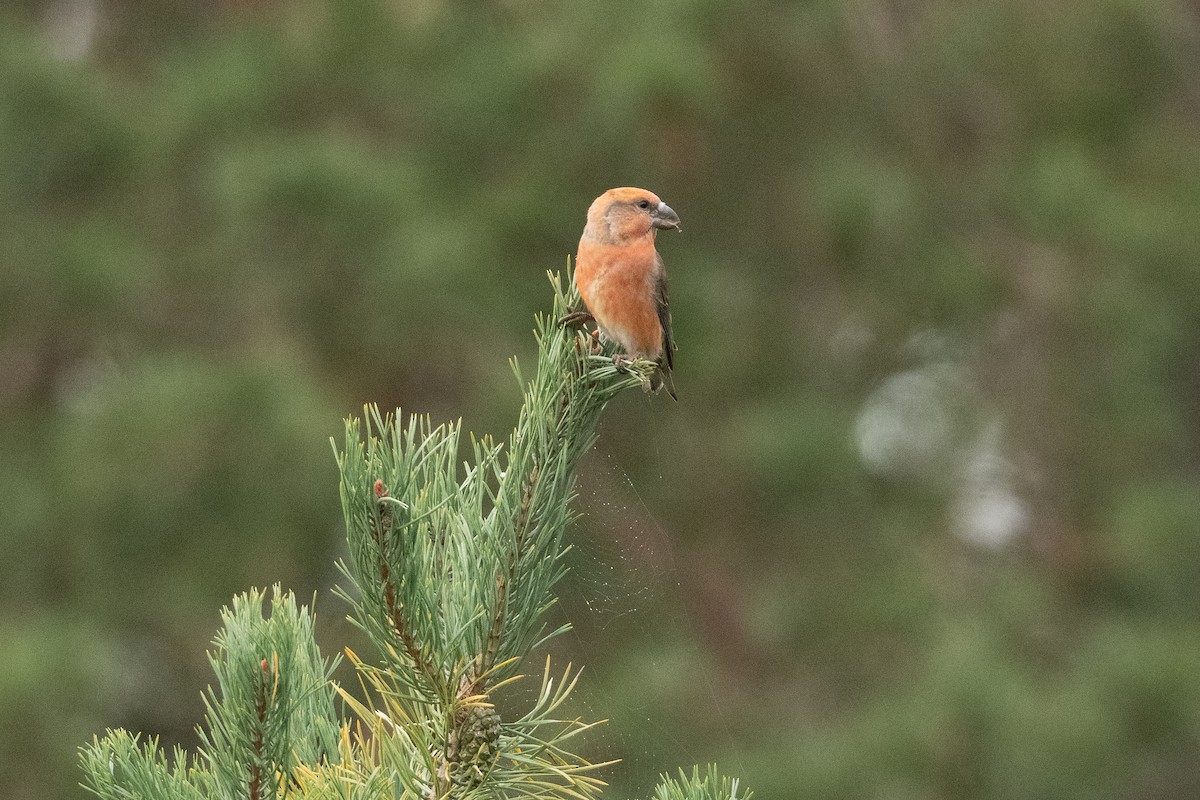 Parrot Crossbill - ML643681920