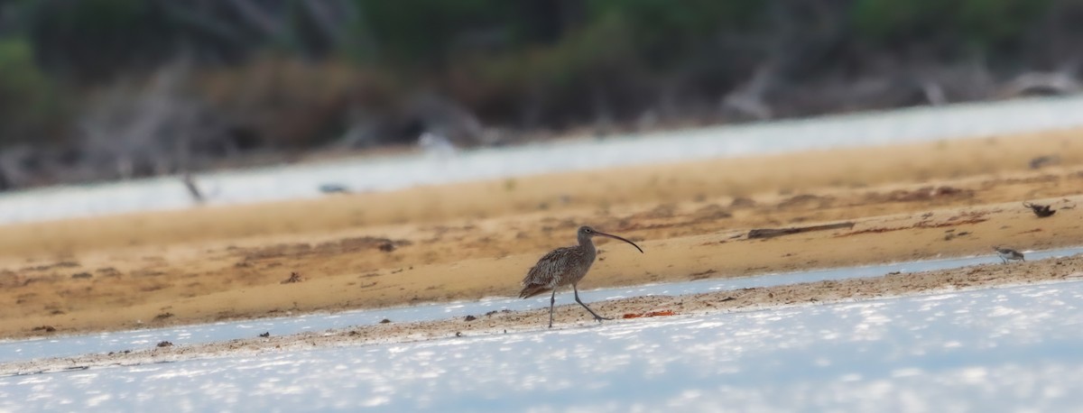 Far Eastern Curlew - ML643681926