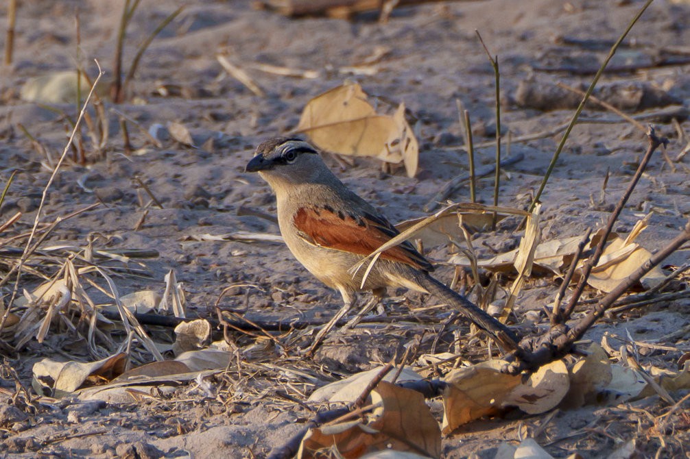 Black-crowned Tchagra - ML643681927