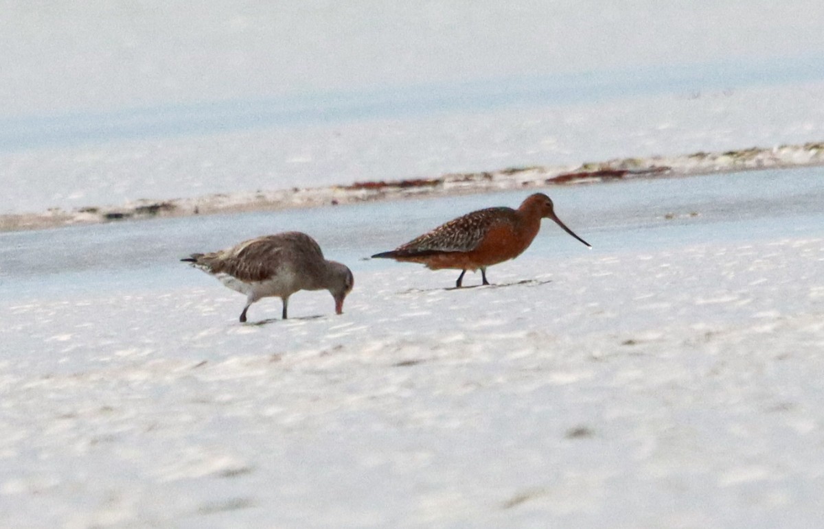 Bar-tailed Godwit - ML643681928