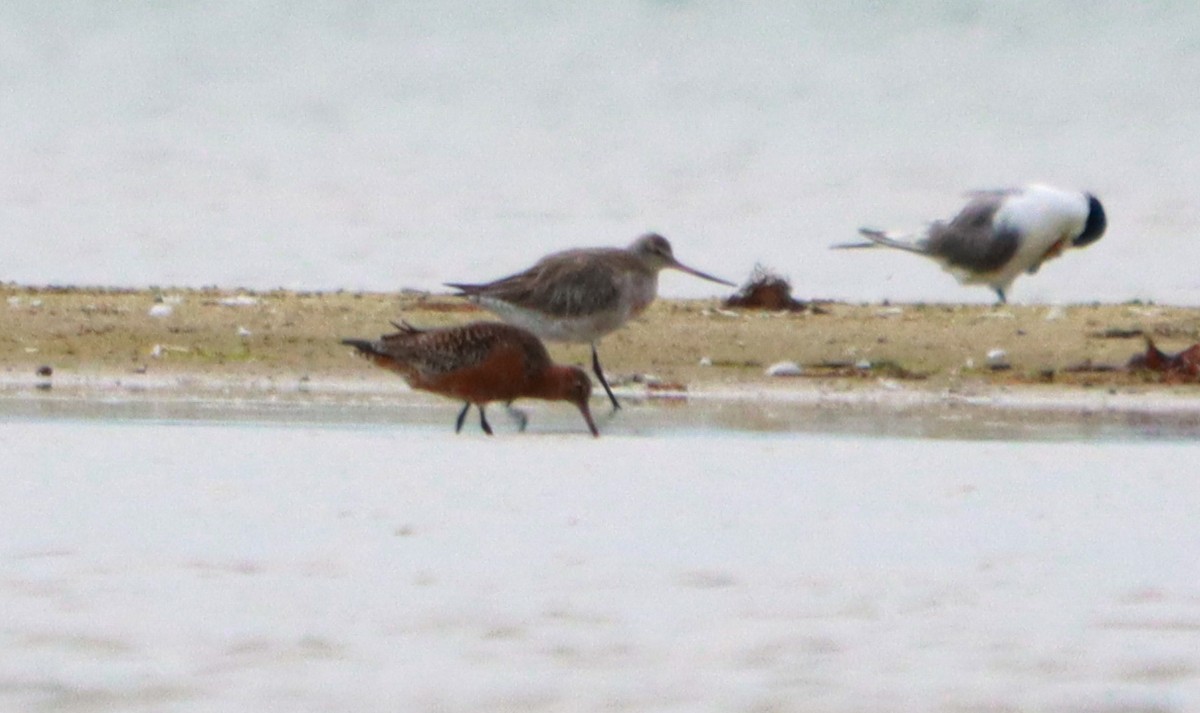 Bar-tailed Godwit - ML643681929